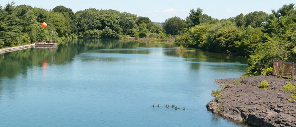 ducks swimming at Levine Reservoir